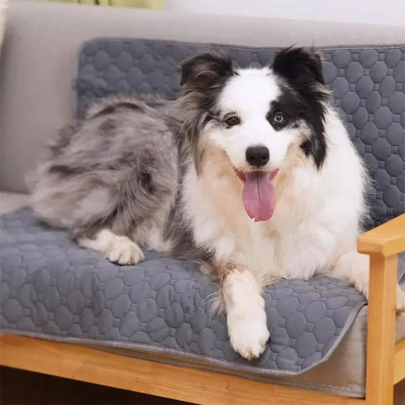 Disposable & Reusable Dog Pee Pads