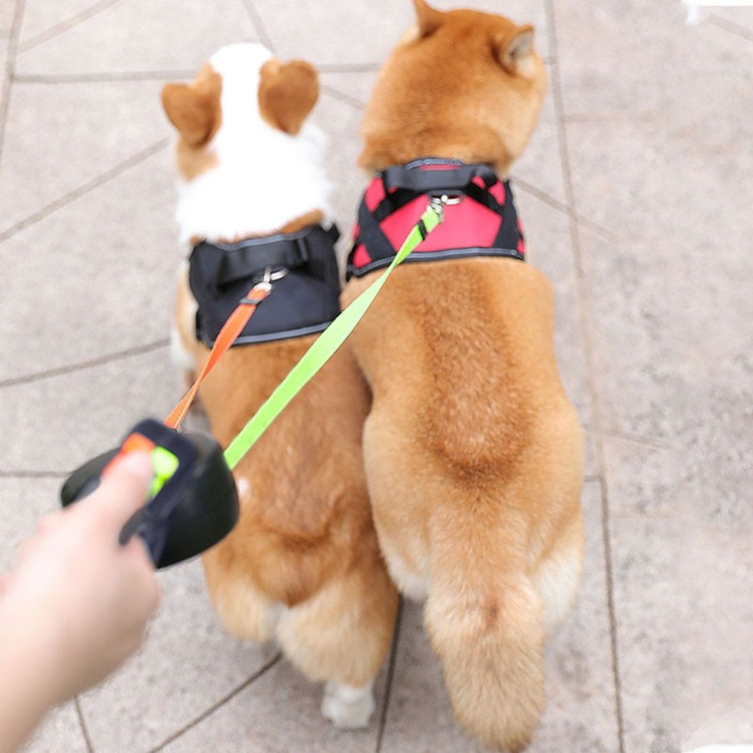 No-Tangle Double Dog Leash